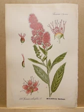 1886 ANTIQUE PICTURES LITHOGRAPH ART PRINT BOTANY FLOWER FLORA NATURE DECO PO...