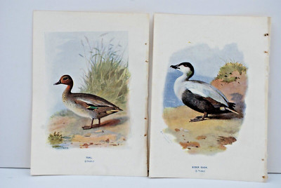 Vintage Chromolithographs: Waterbirds: Eider Duck, Teal