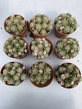 Mammillaria shiedeana RareSucculent Plant Garden Décor Boutique 6-8CM