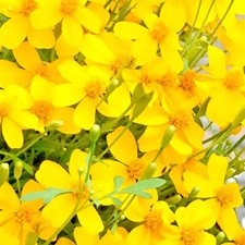 Mexican Tarragon Seeds | Heirloom / Non-GMO | Free Shipping | Herb Seeds | 1154