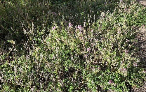 Kriechthymian-Thymus serpyllum- Sandthymian Teppichthymian BodendeckerWinterhart - Bild 5 von 6