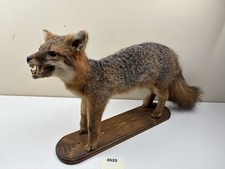 Vintage Fox Taxidermy Mount Full Body Red Showing Teeth Camp Cabin