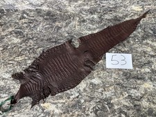 Brown Genuine Caiman Crocodile Hide Leather Skin real alligator Croc 53