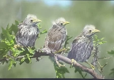 Young Blackbirds, Brownell Nature Slides Magic Lantern Glass Slide