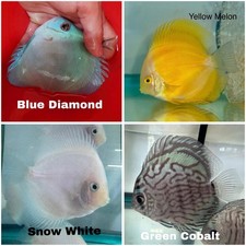Pack of 4 Discus Fish 3.75  To 4  - Live Fish Aquarium Overnight Shipping