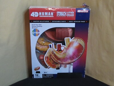 Aoshima Skynet 3D Puzzle 4D VISION Human Anatomy No.9 Gastric anatom