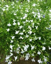 TRAILING LOBELIA CASCADE WHITE 0.4 GRAM ~ APPROX 12,000 SEEDS