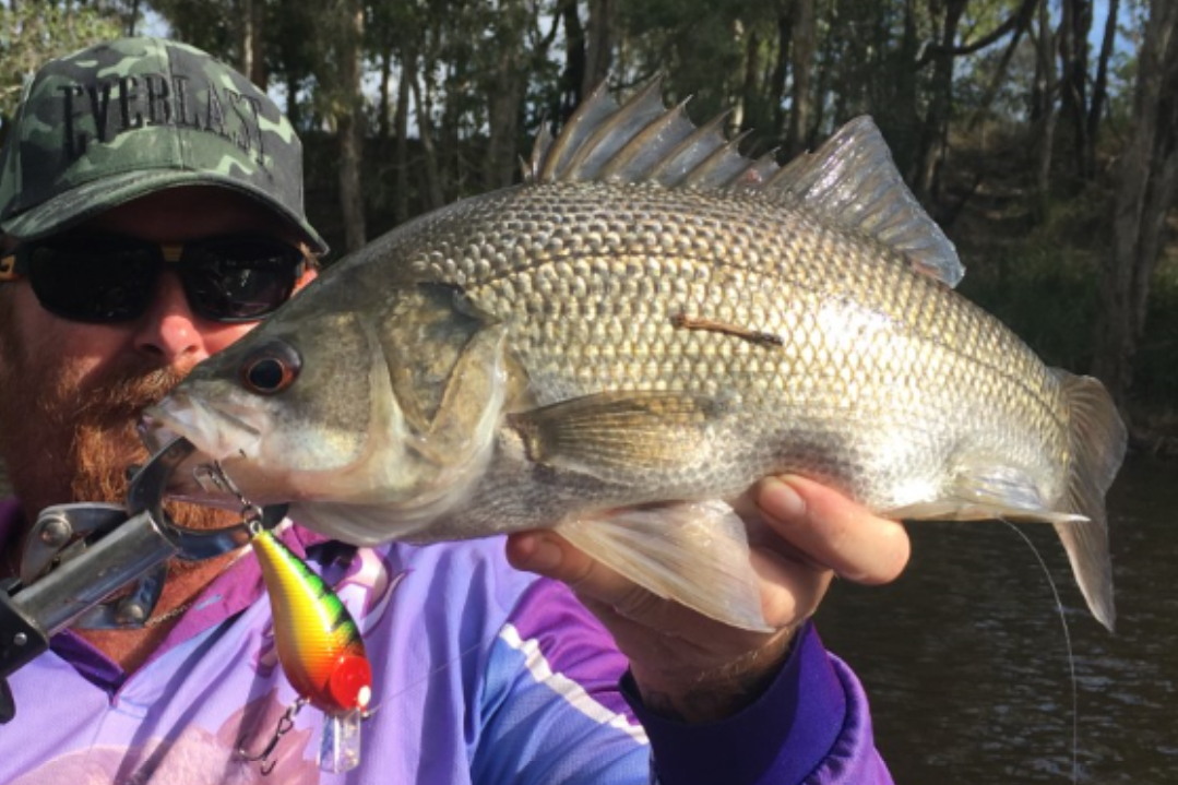 2 Bream Lures Flathead Redfin Bass Perch Yellowbelly Trout Salmon Jacks ...