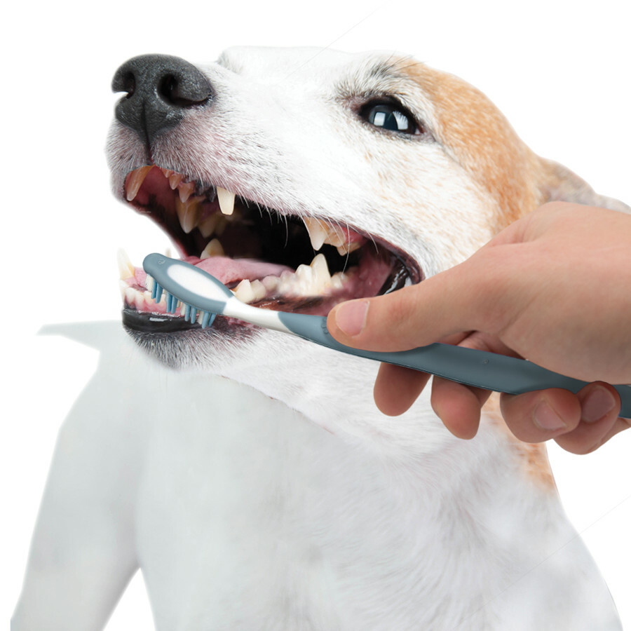 Nylabone Advanced Oral Care Senior Small Dog Dental Kit 18214828006 eBay