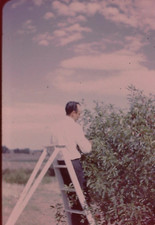 August 1967 35mm Slide Color Transparency Fruit Picking Ladder Man Harvest Apple