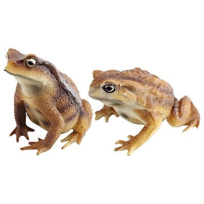 Realistic frog and toad models Kids Rainforest Animal Frog Figurines Cute Mini