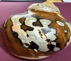Huge  Turbo Shell Brown and Mother of pearl, perfect collectible specimen. — photo 3
