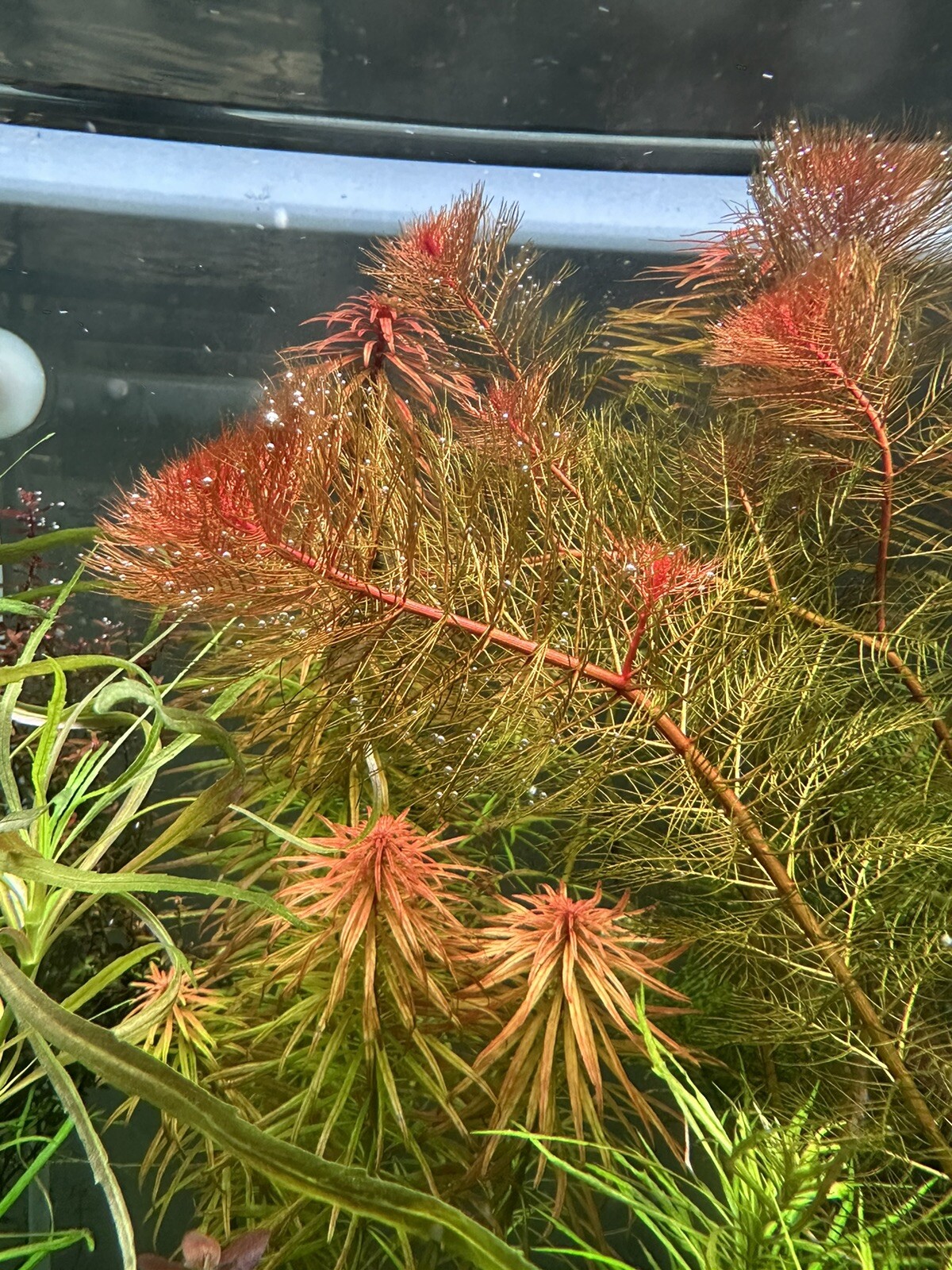 Myriophyllum Tuberculatum Red Live Aquarium Plant eBay
