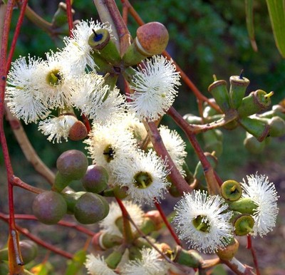 Eucalyptus viminalis - Mannagum | Bandgummi