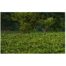 Nutritious  Delicious Deer Food Plot Seeds, 5 Lbs