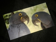 HYANCINTH MACAW Fridge Magnet Animal Bird Wildlife Taxidemy Interest