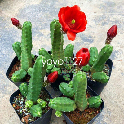 3PCS Echinocereus Momotaro Cactaceae Succulent Cactus  Plant Beautiful Plant 6cm