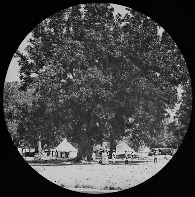 ANTIKES magisches Laternendia RIESIGER MANGOBAUM UM 1875 VIKTORIANISCHES FOTO INDIEN 