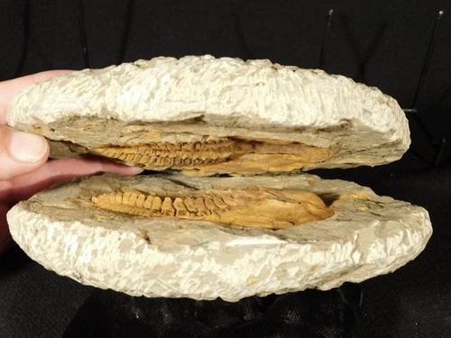 Big! 530 Million Year OLD! Andalusiana Trilobite Fossil Anif Morocco 2532gr
