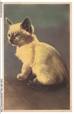 CAR-AEFP18-0851-CHAT - Porträt Eines Katze