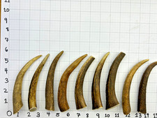 5" Whole Elk Antler Dog Chew   A Grade Natural Shed Dog Treat, Dental Chew 4ct