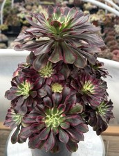 Imported Succulent live plant rare succulent Home Decor Aeonium Ice Cream #303