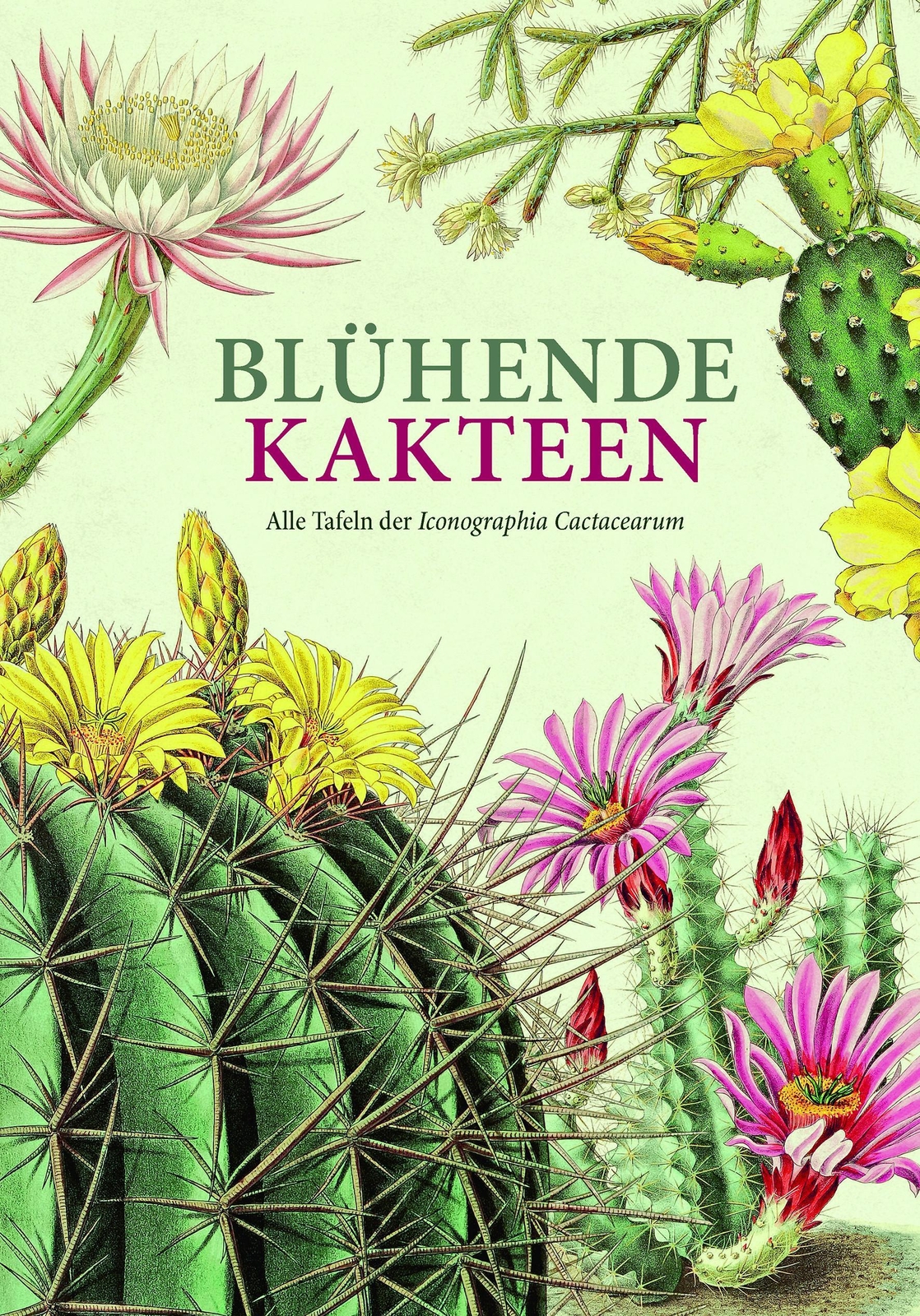 Blühende Kakteen Toni Gürke