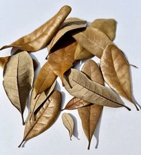 1 Gallon Live Oak Leaves Leaf Litter Isopods Reptile Frog Organic Heat Treated