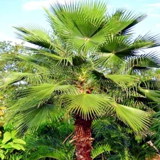 10 Mexican Fan Palm Tree Seeds (Washingtonia robusta) Tropical Cold Hardy Plant