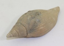 Lumaca, Scaphella lamberti, Terziario, Pliocene Doel, Belgio -m857