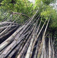 Pflanzen-Samen vom GIGANTEUS-BAMBUS - ein wahres Monster , bis zu 70 cm am Tag !