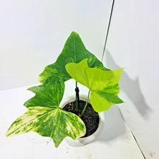 Anthurium Pterodactyl Variegated Free Phyto