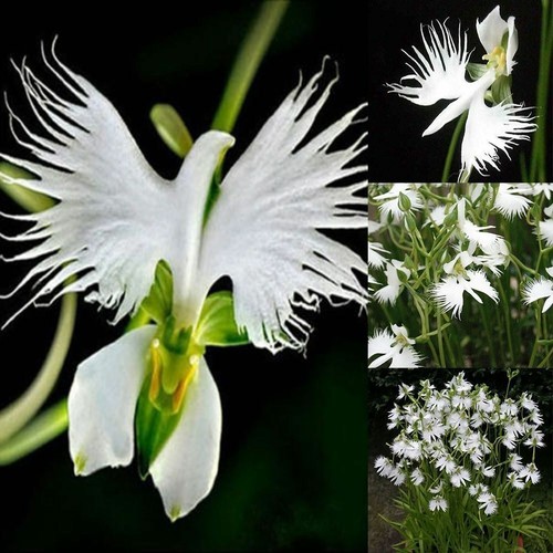 WHITE EGRET ORCHID FLOWER Habenaria Radiata Viable Seeds 50Pcs - Picture 1 of 8