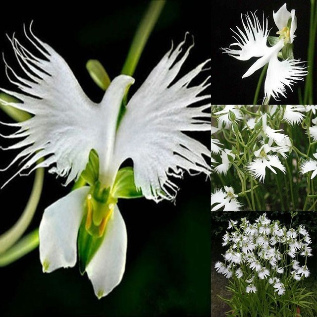 Egret Orchid Habenaria radiata bulb tuber flower companion accent ...