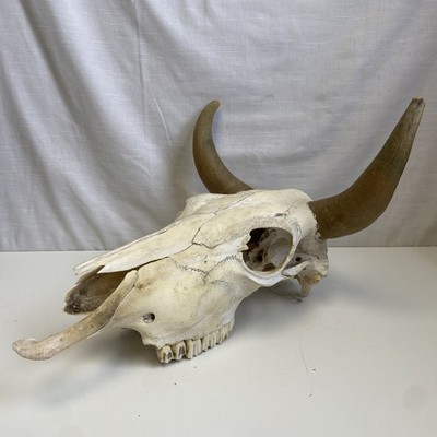 STEER SKULL Large COW BULL W/Curved Horns Western Goth Taxidermy Oddities decor
