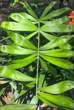 Rare - Chamaedorea Klotzschiana Palm Seeds - Highly Endangered Rainforest Exotic