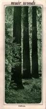 Vintage National Park Service Muir Woods Brochure California Redwood Trees