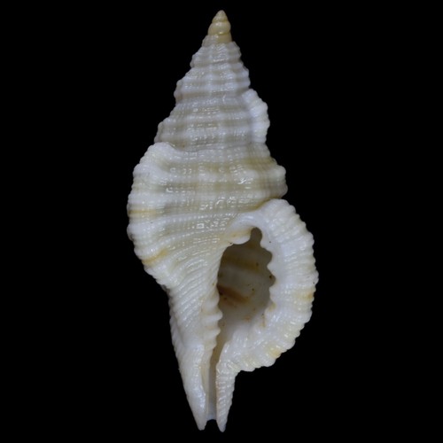 MONOPLEX MUNDUS (Olango Isl., Philippines) 28.3mm #47355 - Picture 3 of 4