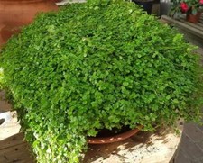 Soleirolia soleirolii - Mind-your-own-business - Baby's Tears,full 9cm pots