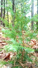 Eastern Red Cedar Trees 3ft Tall