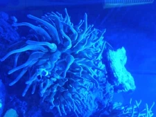 rainbow bubble tip anemone Big