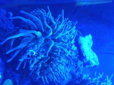 rainbow bubble tip anemone Big