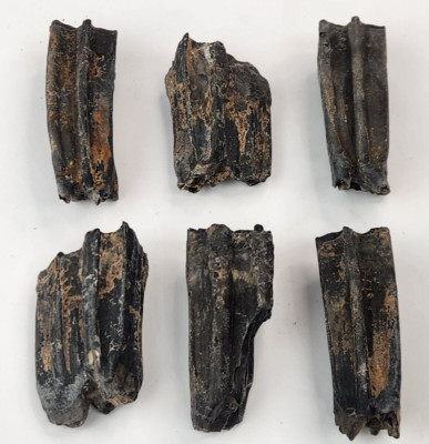 Associated Fossil Horse Teeth - Set Of 6 - Florida - Pleistocene Ice Age