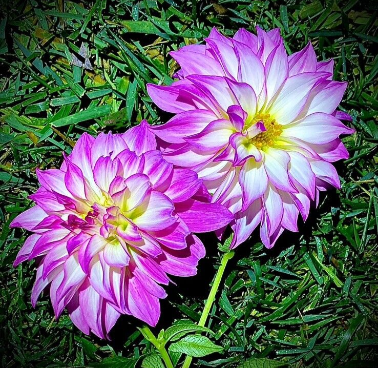 LOT OF TEN (10) Dinnerplate Dahlia Bulbs/TubersFERNCLIFF ILLUSION