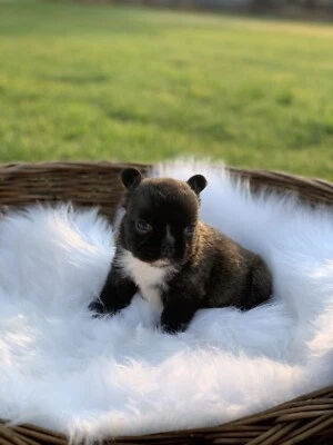 Long Hair French Bulldog Pup Dogs Puppies Gumtree Australia