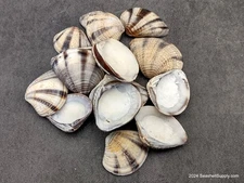 Mexican Sunset Striped Clam Seashells (15 shells approx. 1.25+ inches)