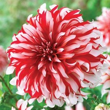 SANTA CLAUS Giant Dinnerplate Dahlia Flower Bulb Tuber Cluster  U S Seller