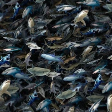 Shark Attack 22 - 18"x46" Hydrographic Film Hydro Dipping