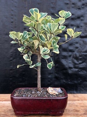 Ficus Triangularis Bonsai Tree Variegated Live Plant Indoor 12''H Indoor Plant