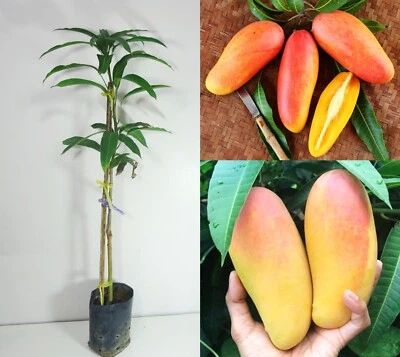 Grafted Maha Chanok, Mahachanok mango Mangifera Indica live fruit plant Tree